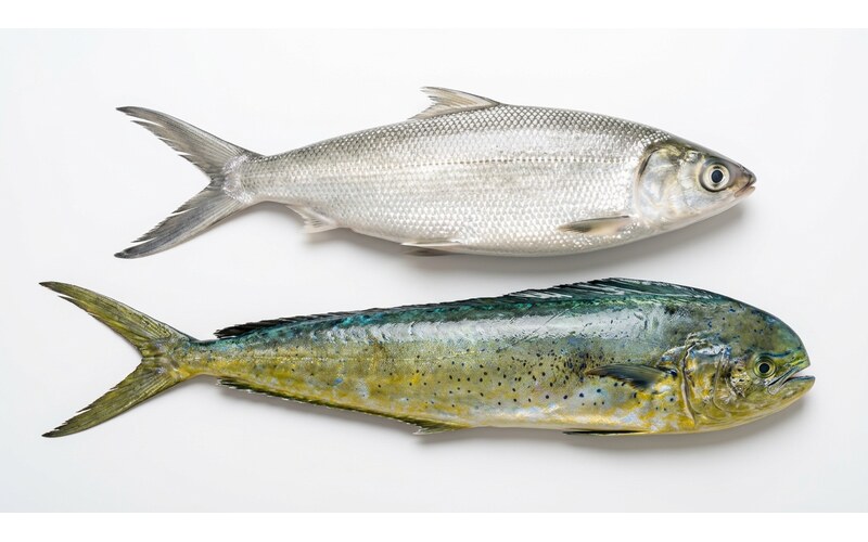 Pelagic & Open-Sea Fish