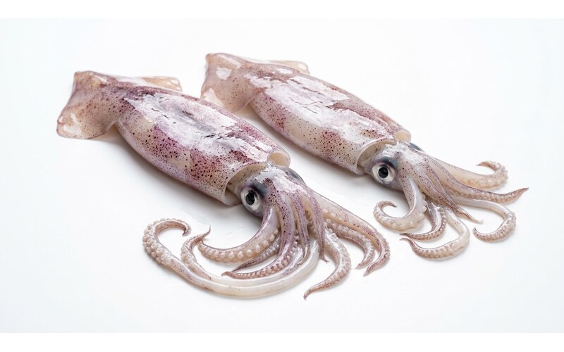 Squid & Cephalopods