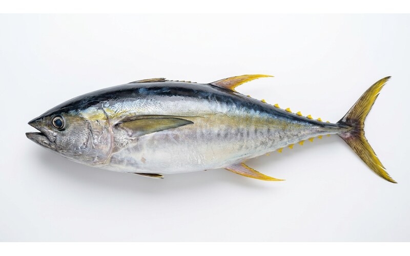 Tuna
